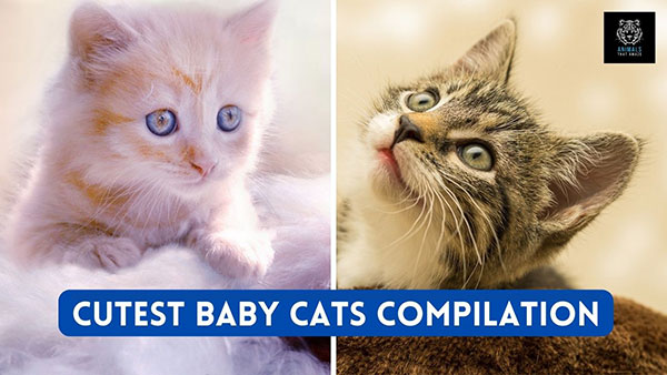 Cutest Baby Cats Compilation Video