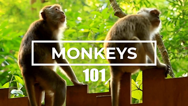 Monkeys 101