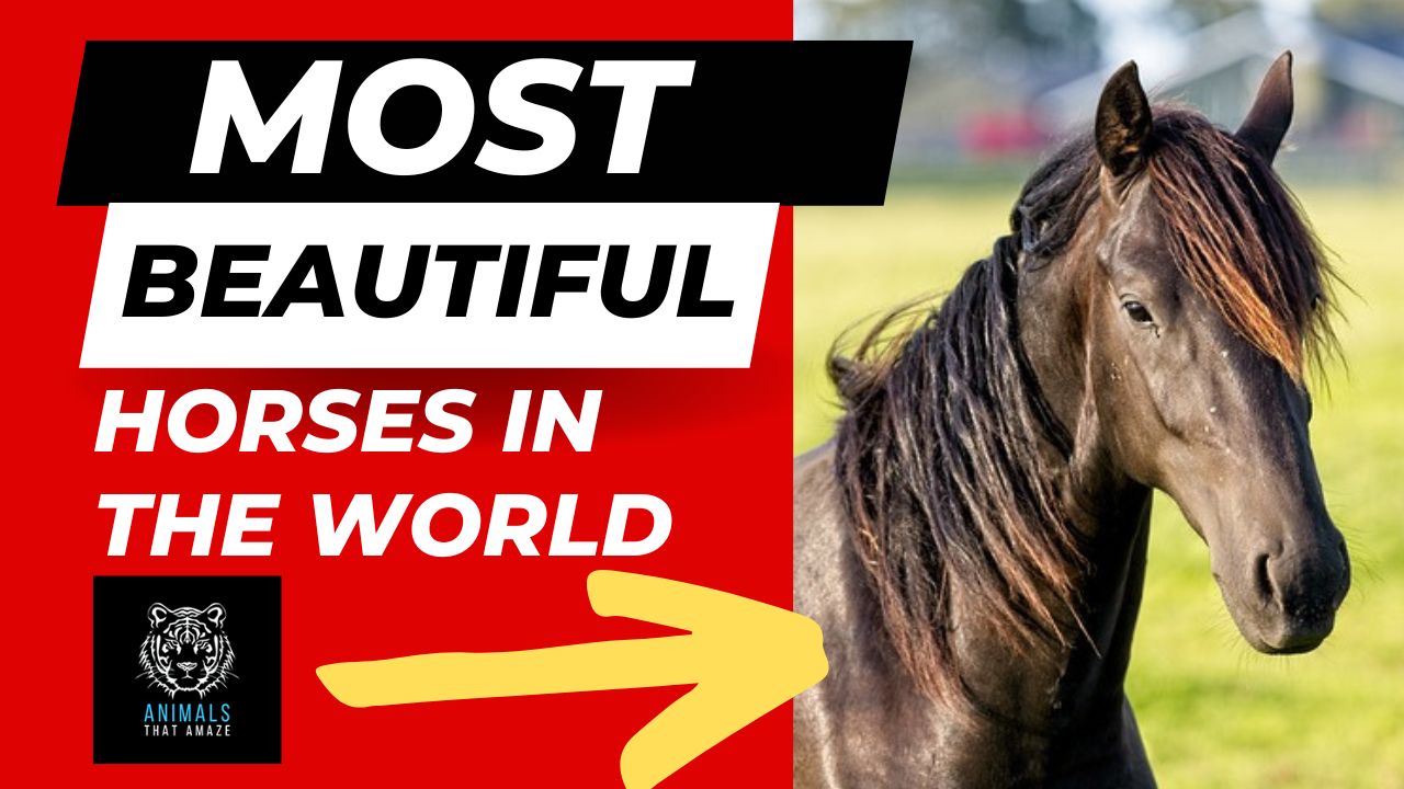 Most Beautiful Horses in the World